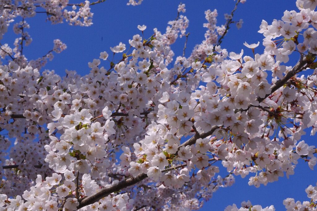 学資保険についてFPに相談する際のポイントは？