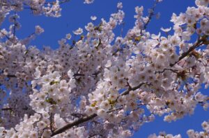 学資保険についてFPに相談する際のポイントは？