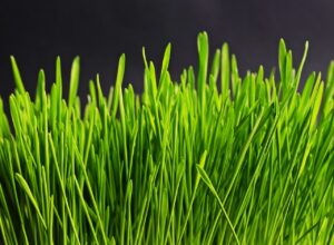 保険料が下がった実例はどのようなケースがあるのか？