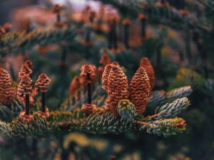 無料相談のデメリットとは何か？